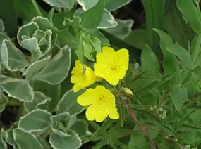 Cold Crick Evening Primrose